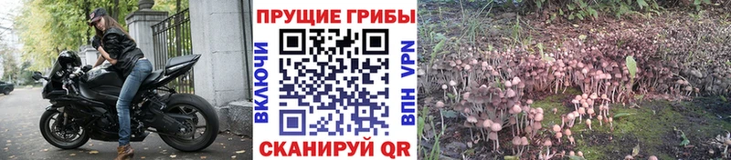 Псилоцибиновые грибы Cubensis  Карабаш 